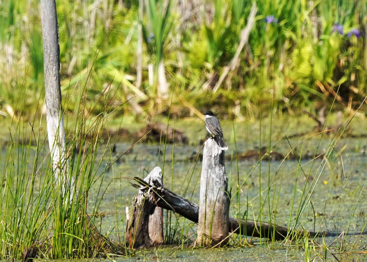 Eastern Kingbird - ML637588214