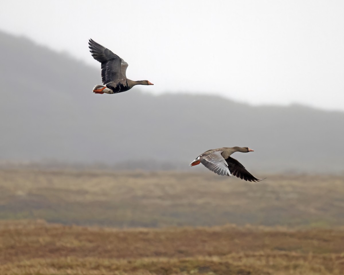 Greater White-fronted Goose - ML637588216