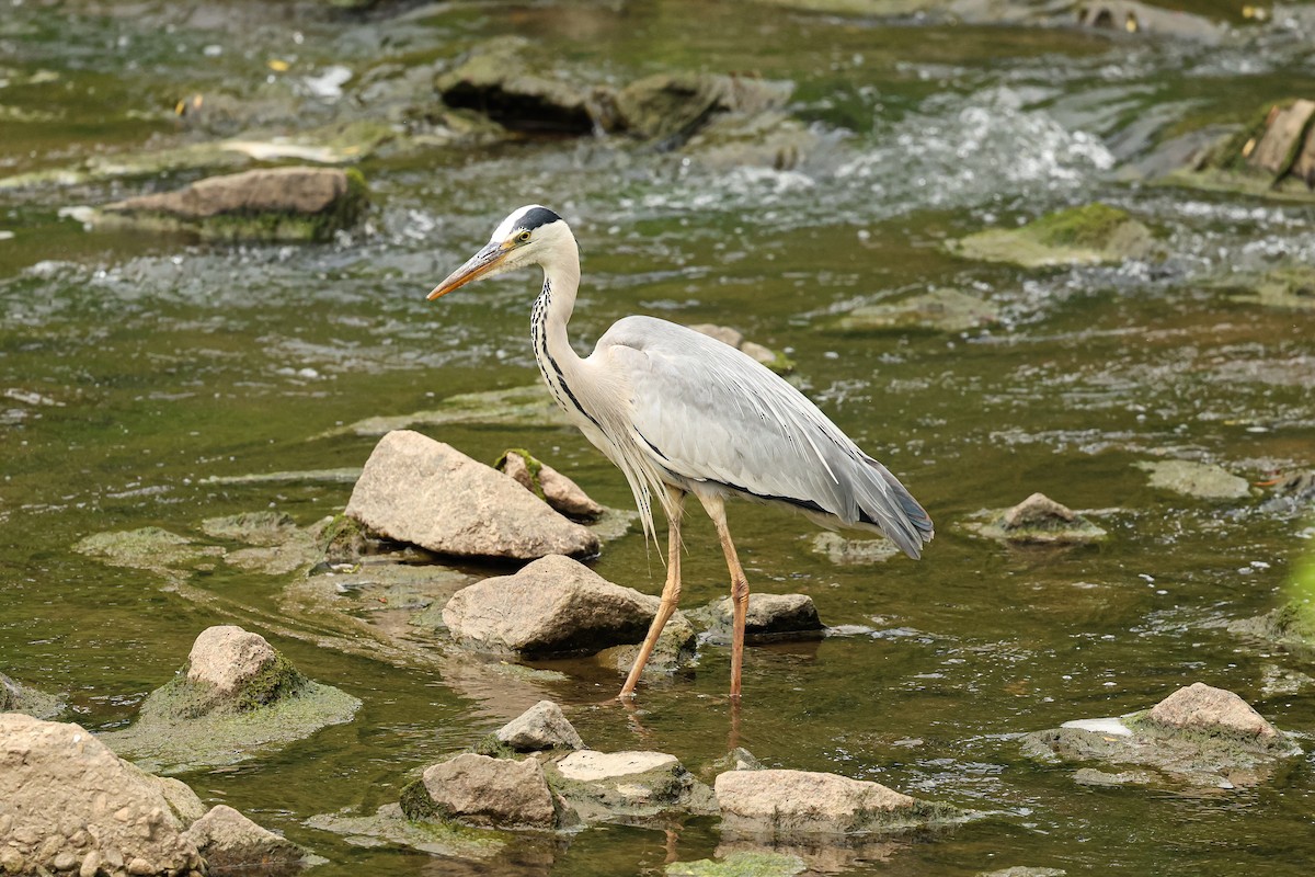 Gray Heron - ML637588218