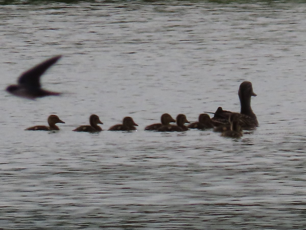 Mallard - ML637588219