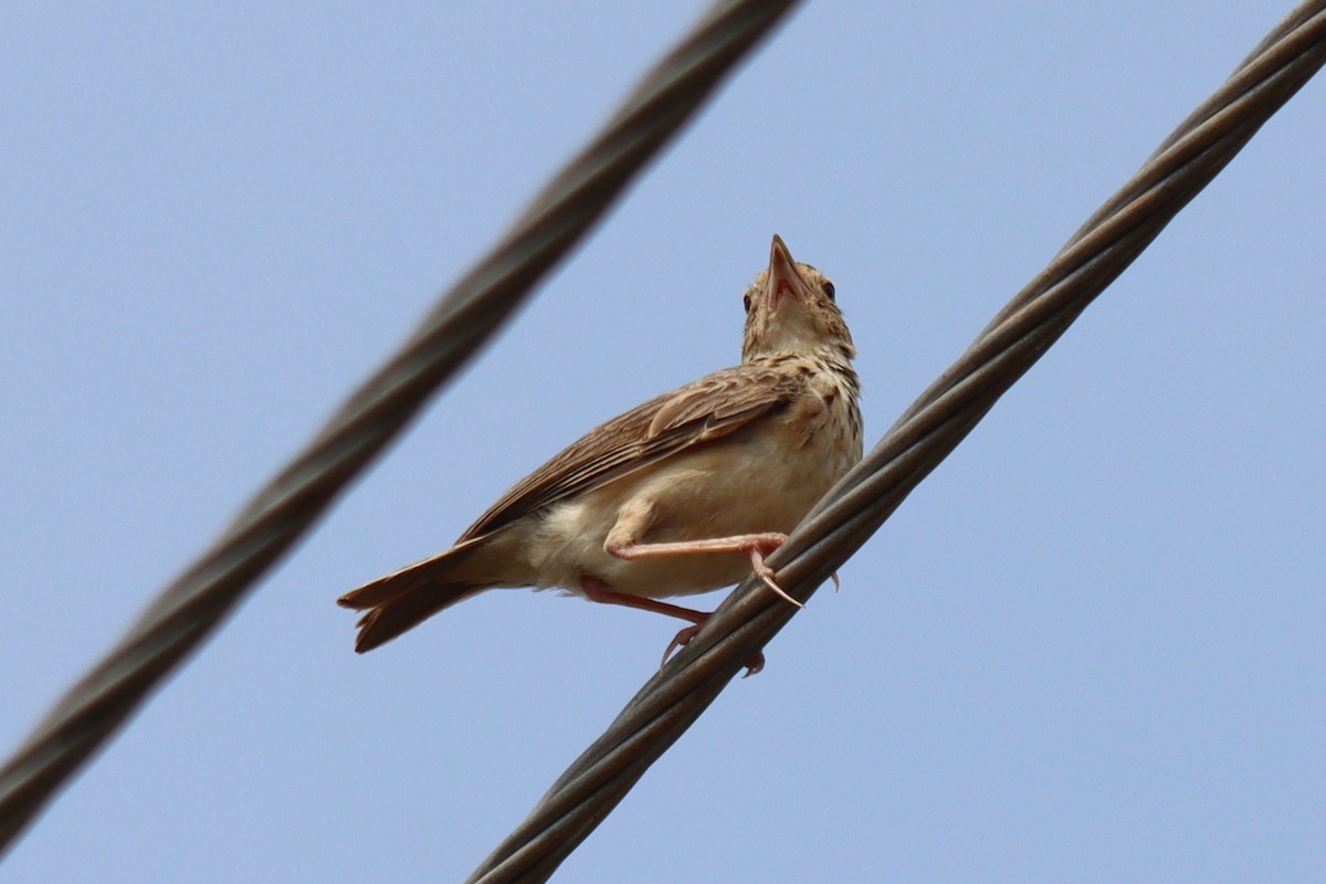 Jerdon's Bushlark - ML637588226