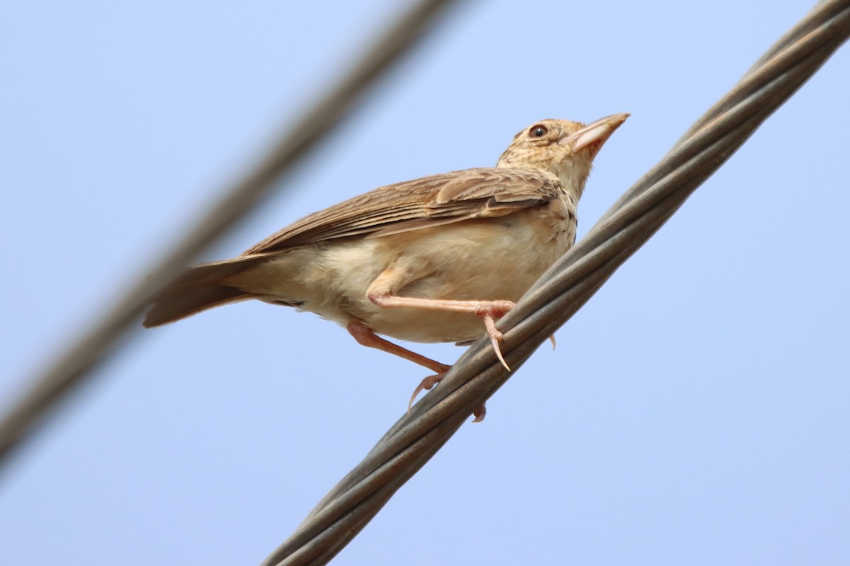 Jerdon's Bushlark - ML637588227