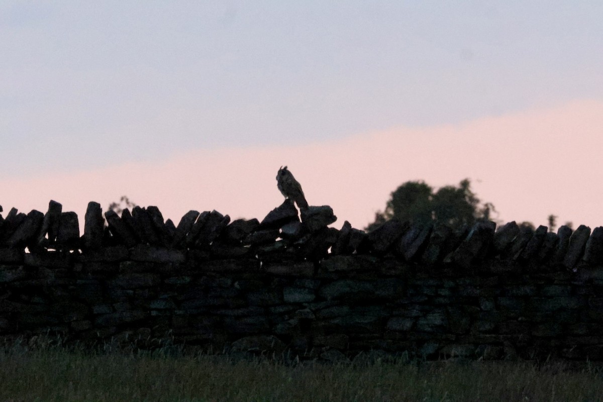 Long-eared Owl (Eurasian) - ML637588228