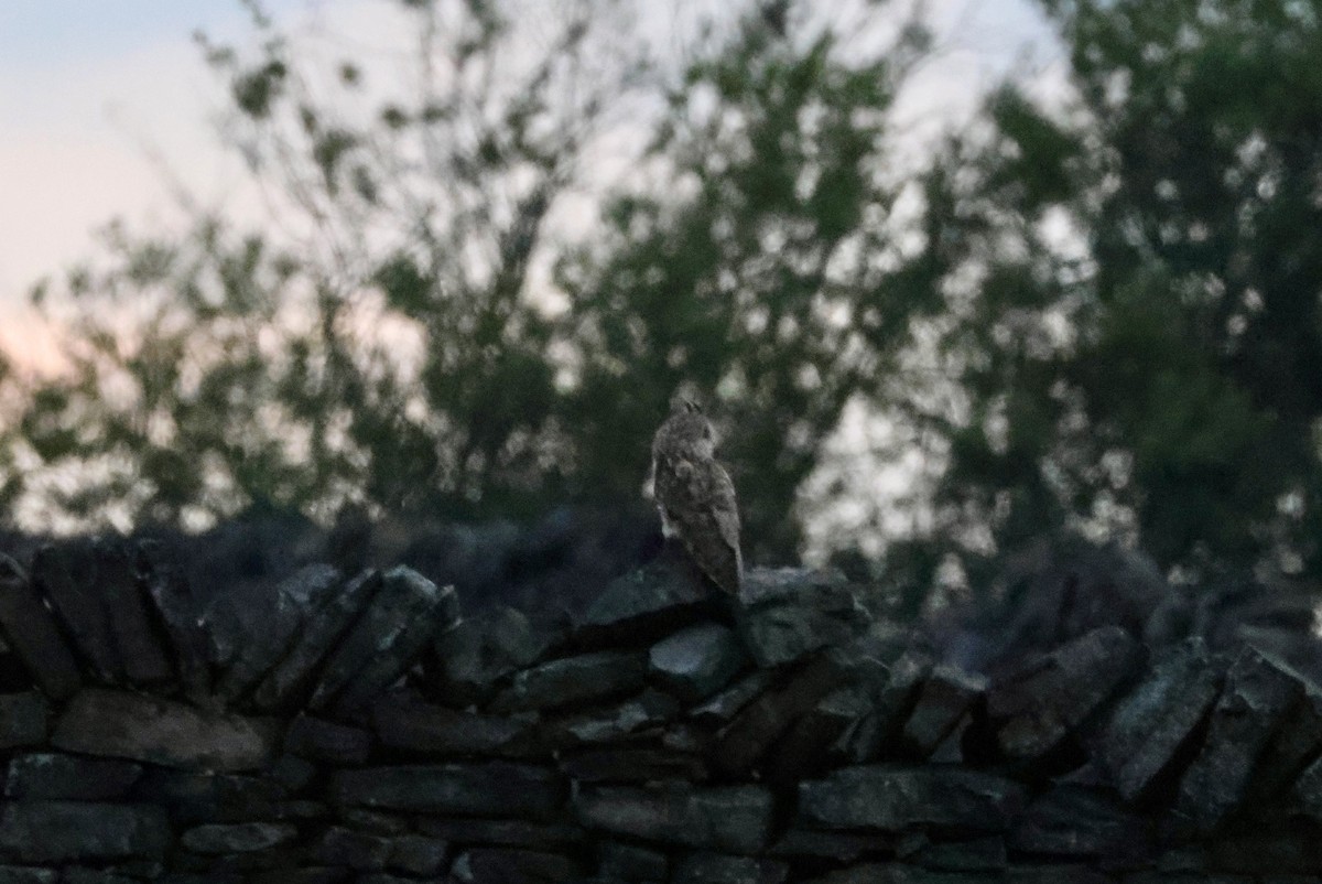 Long-eared Owl (Eurasian) - ML637588230