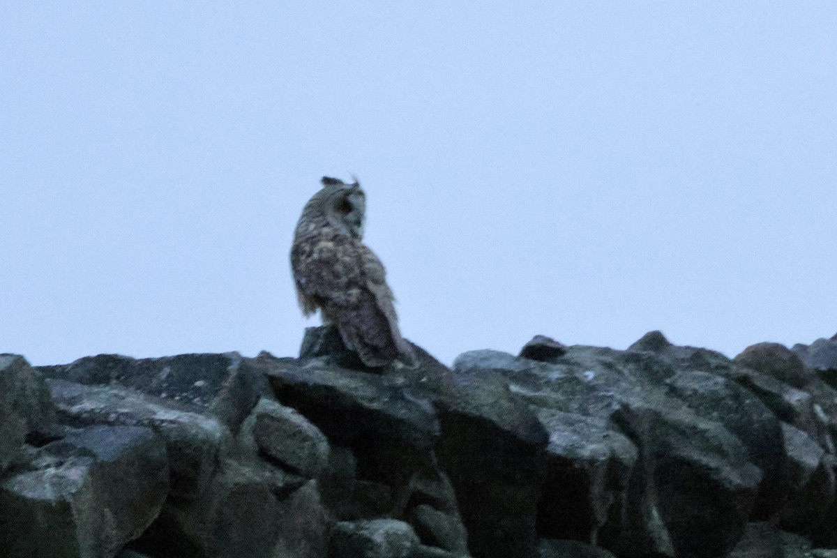 Long-eared Owl (Eurasian) - ML637588231
