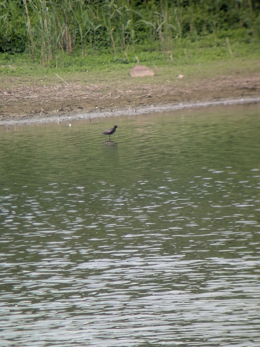Spotted Redshank - ML637588233