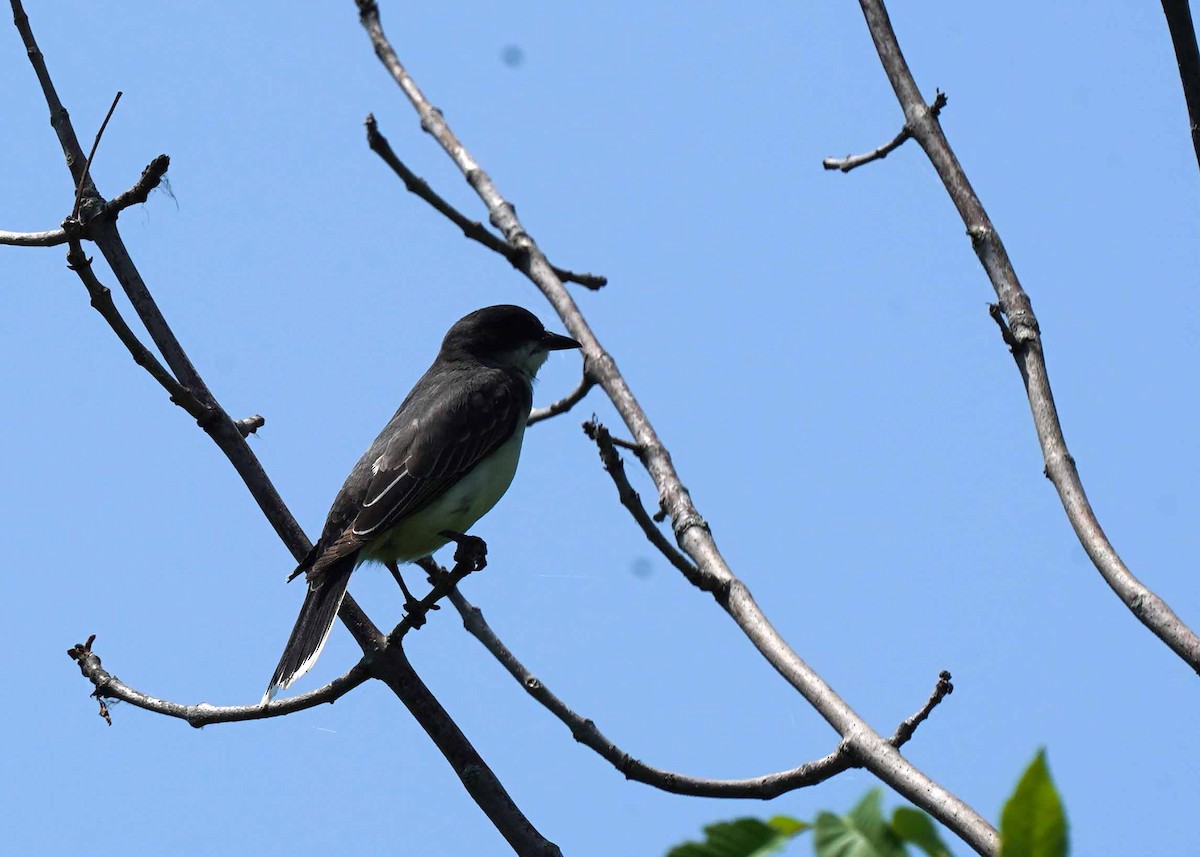 Eastern Kingbird - ML637588235