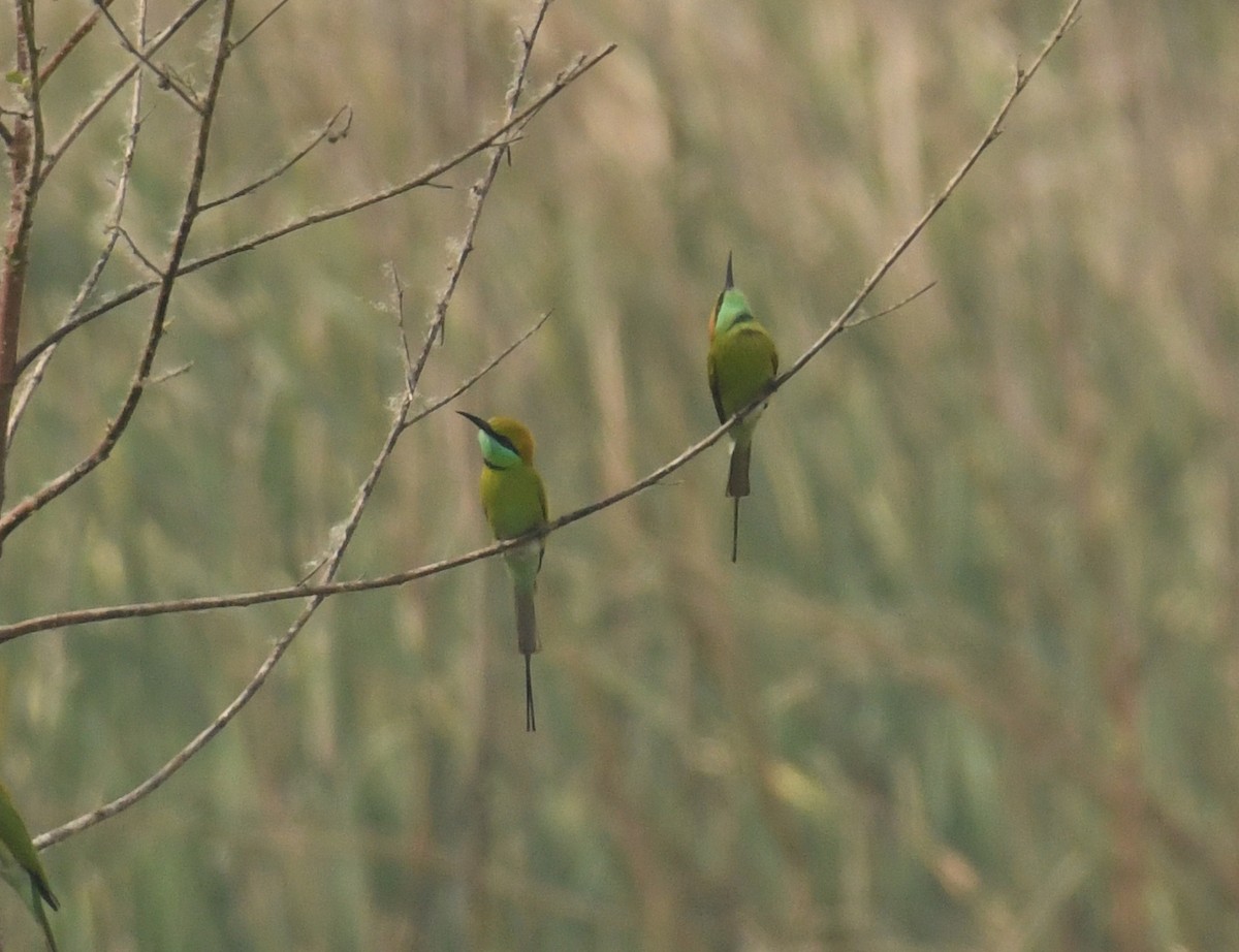 Asian Green Bee-eater - ML637588236