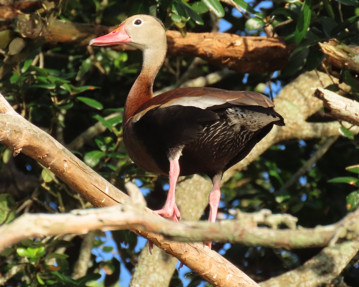 Black-bellied Whistling-Duck - ML637588243