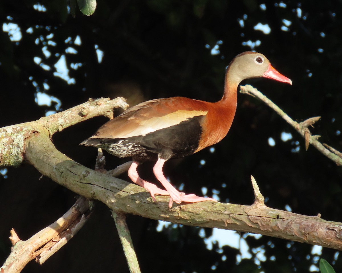 Black-bellied Whistling-Duck - ML637588244