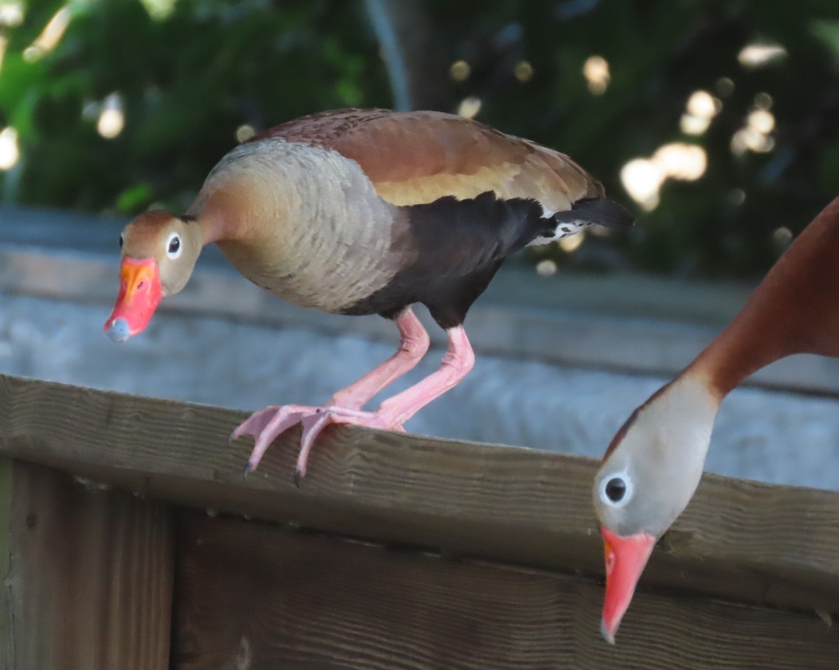 Black-bellied Whistling-Duck - ML637588245