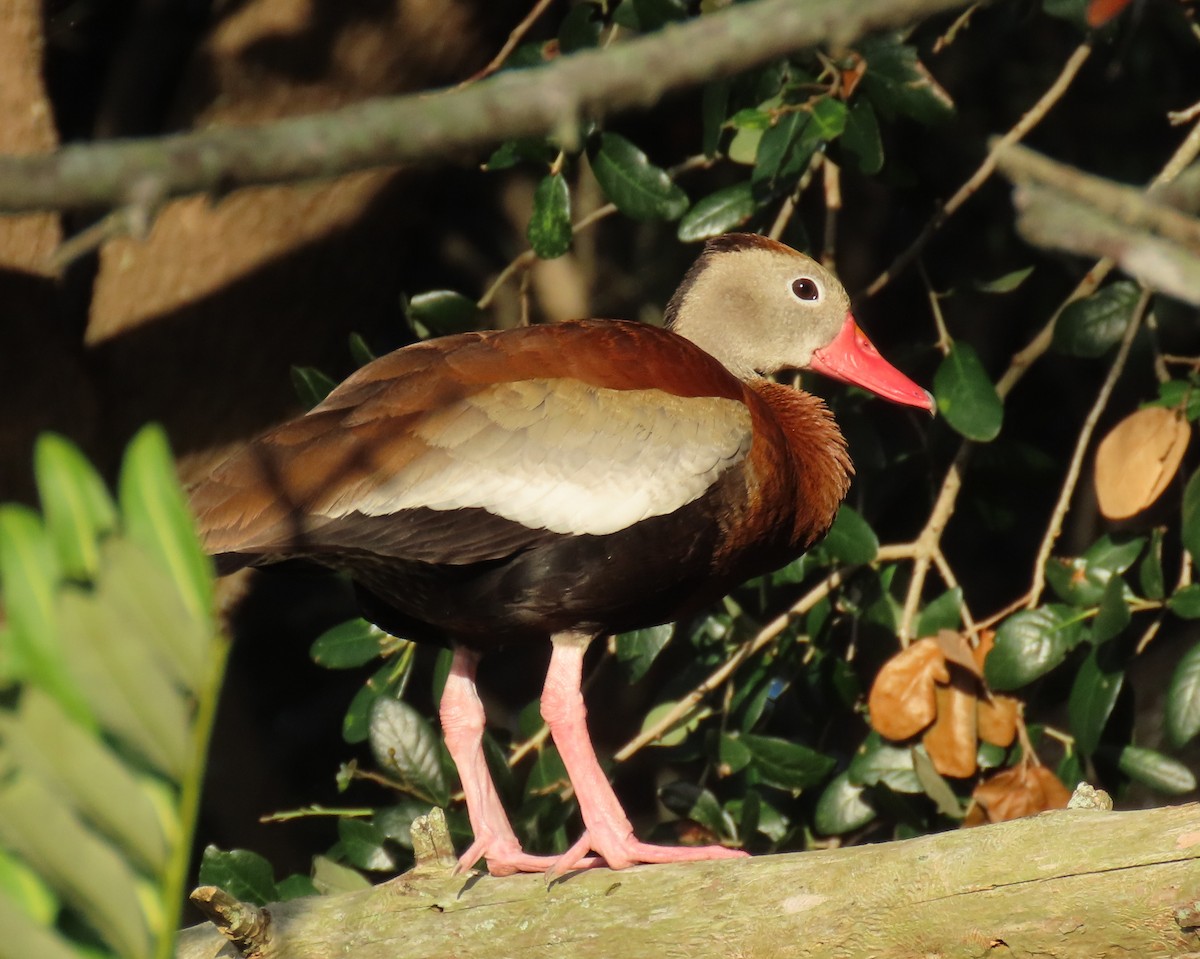 Black-bellied Whistling-Duck - ML637588246
