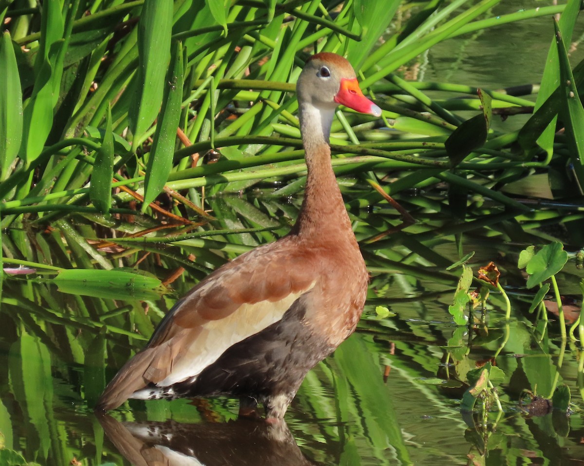 Black-bellied Whistling-Duck - ML637588247