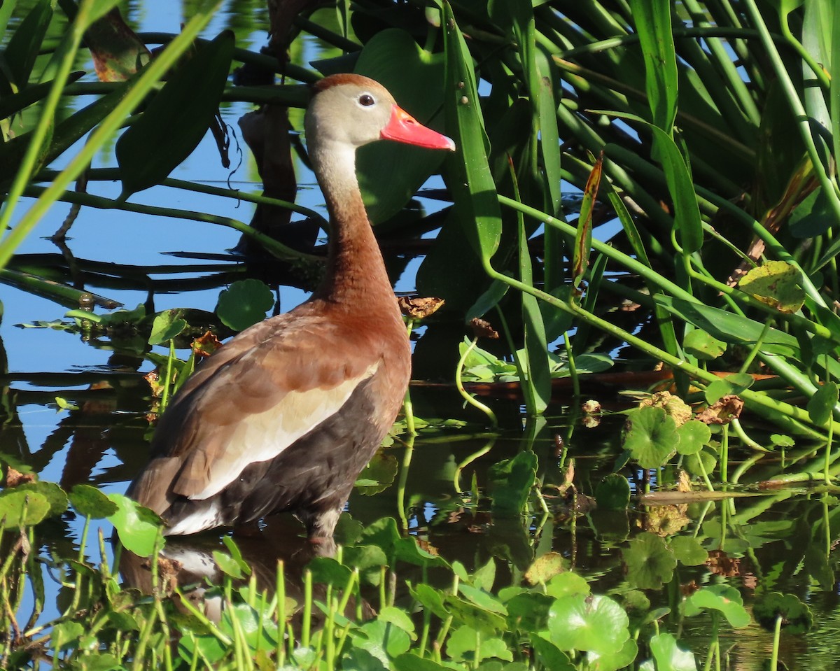 Black-bellied Whistling-Duck - ML637588248