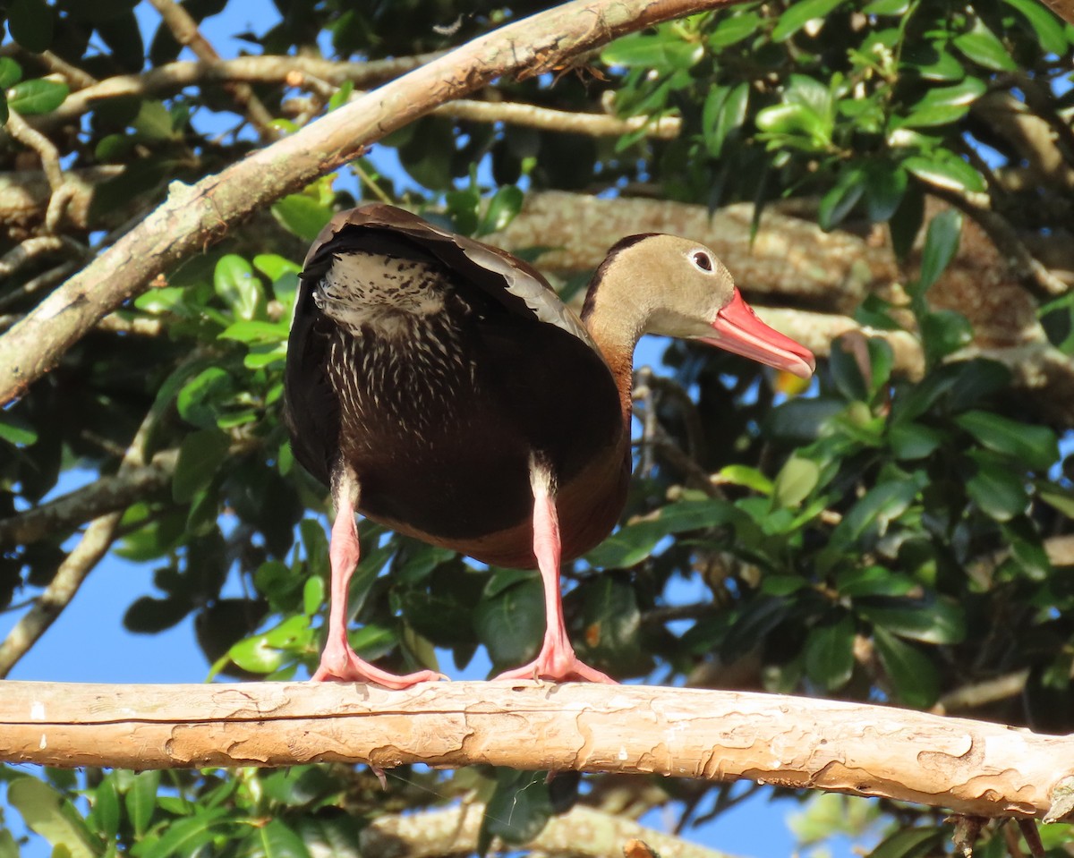 Black-bellied Whistling-Duck - ML637588249