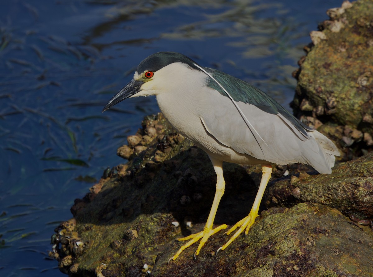 Black-crowned Night Heron - ML637588250