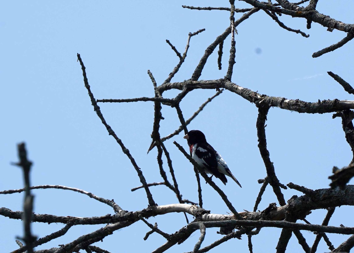 Rose-breasted Grosbeak - ML637588251