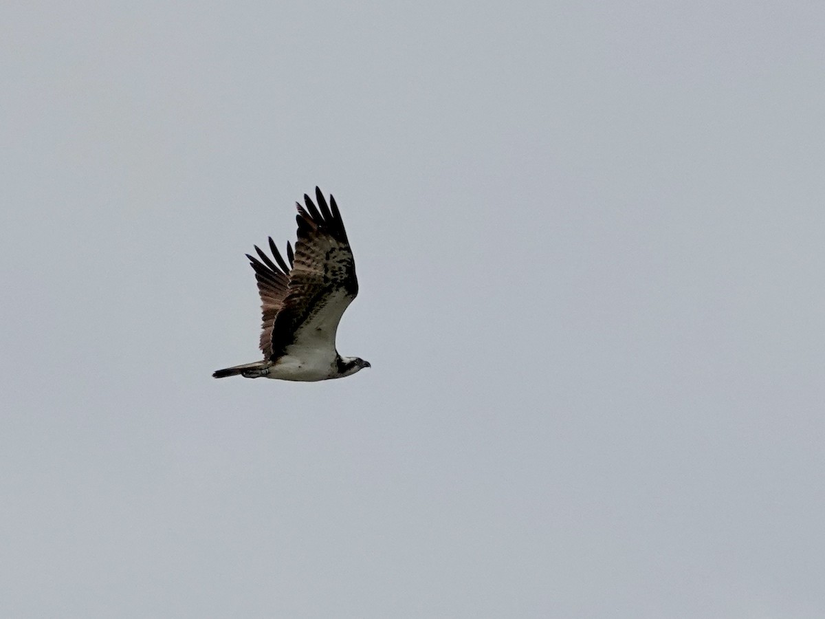 Osprey (Eurasian) - ML637588253