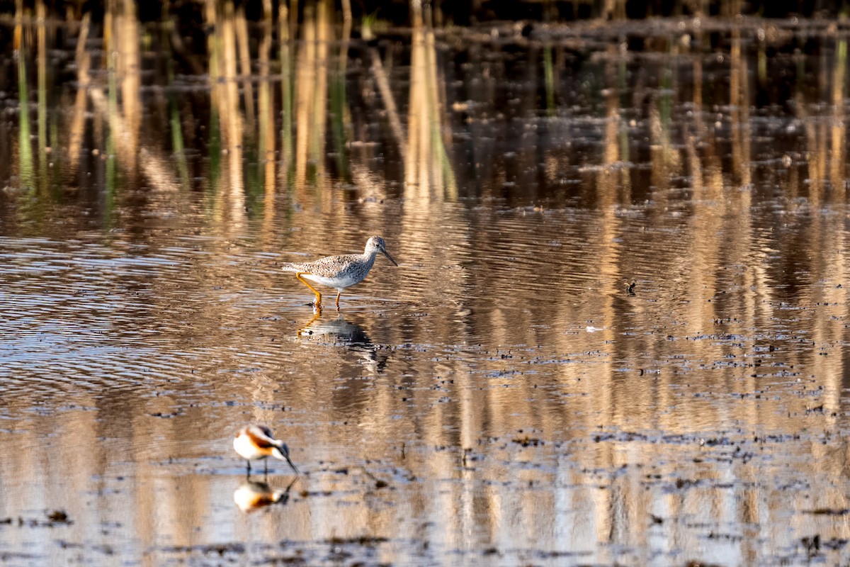 gulbeinsnipe - ML637588263