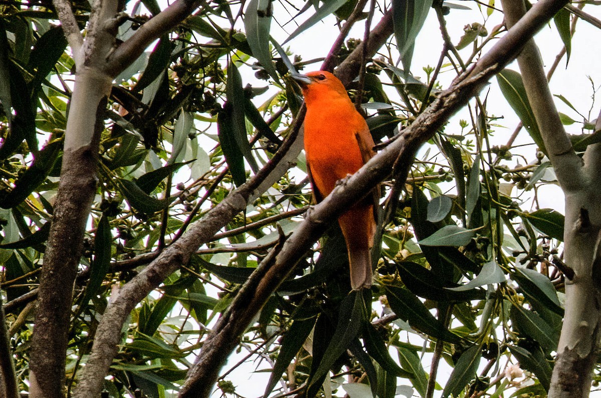 Piranga orangé - ML637588274