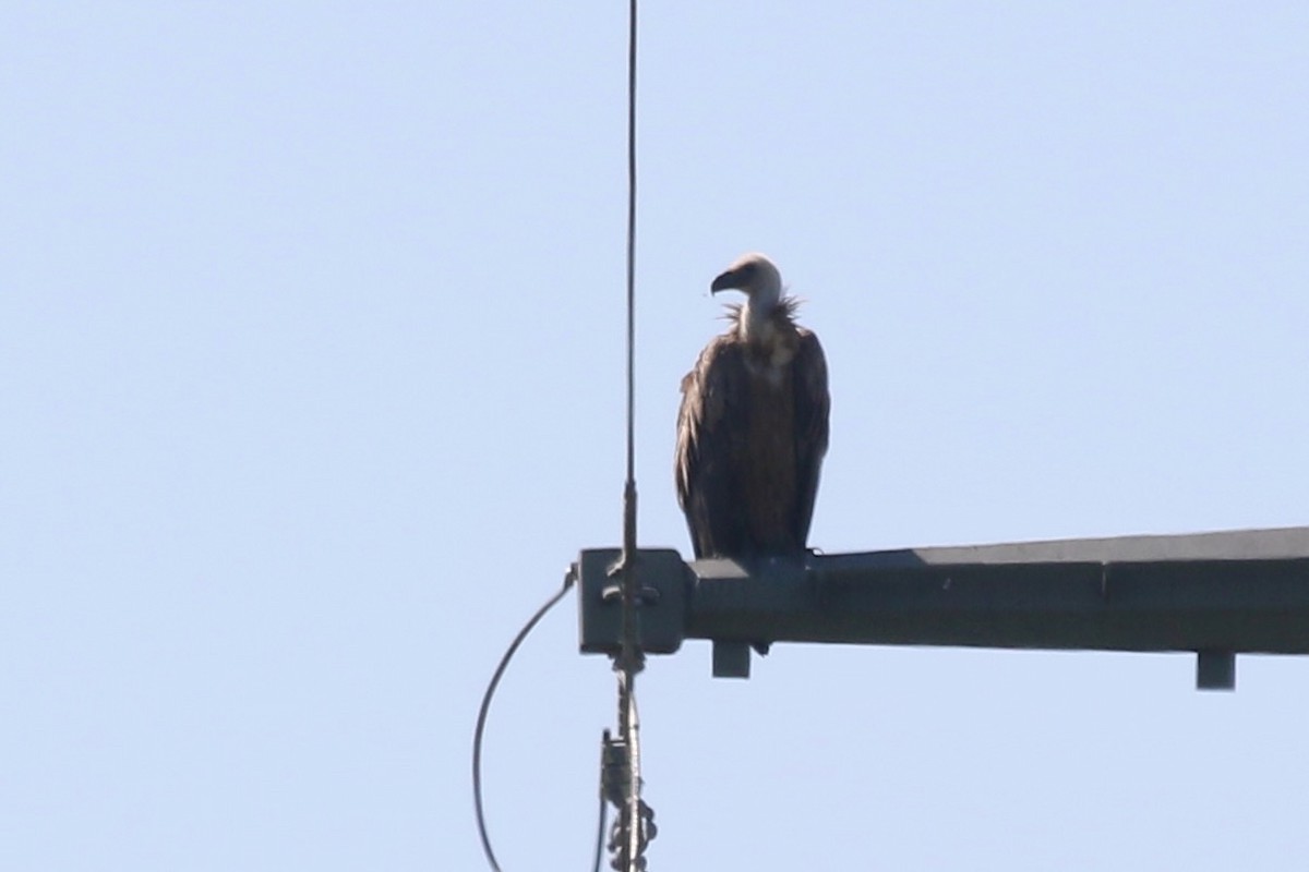 Eurasian Griffon - ML637588275