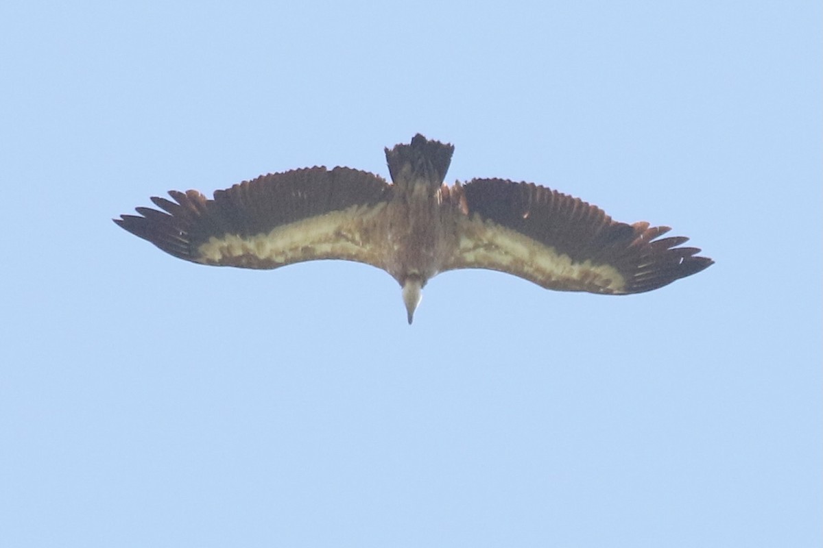 Eurasian Griffon - ML637588276