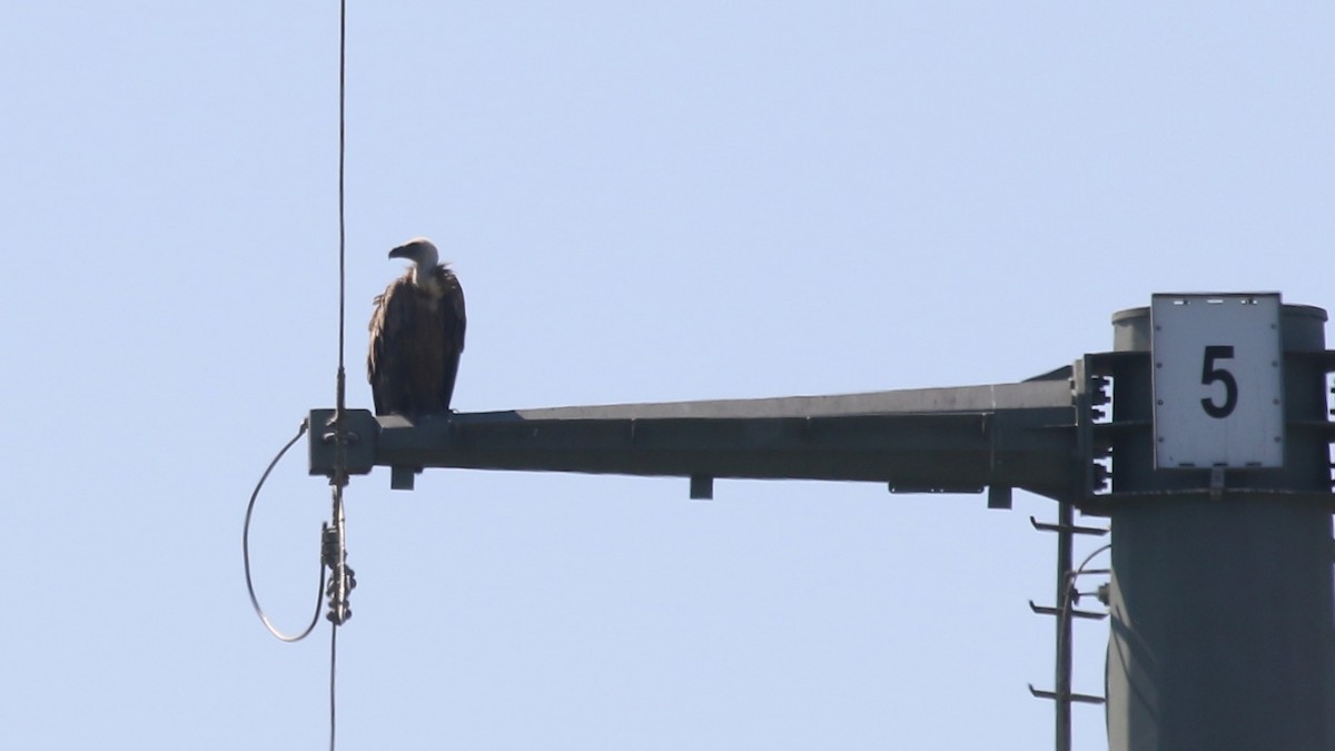 Eurasian Griffon - ML637588277