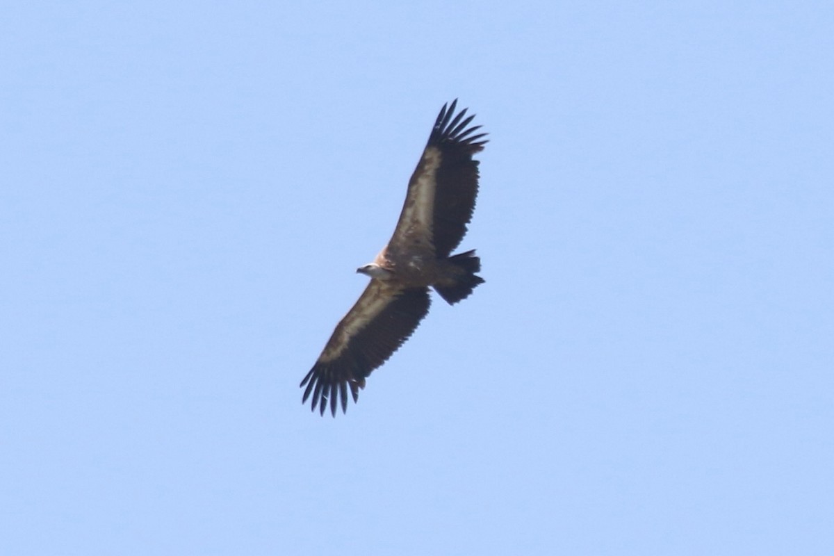 Eurasian Griffon - ML637588278