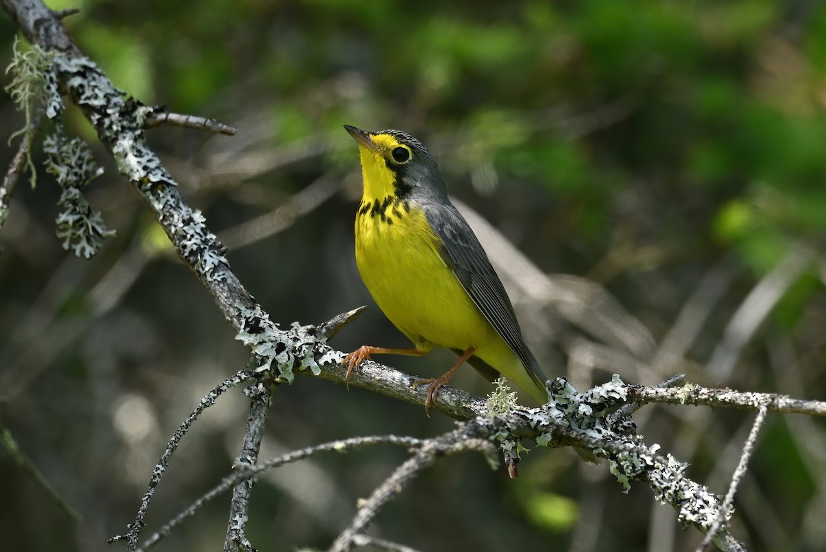 Paruline du Canada - ML637588295