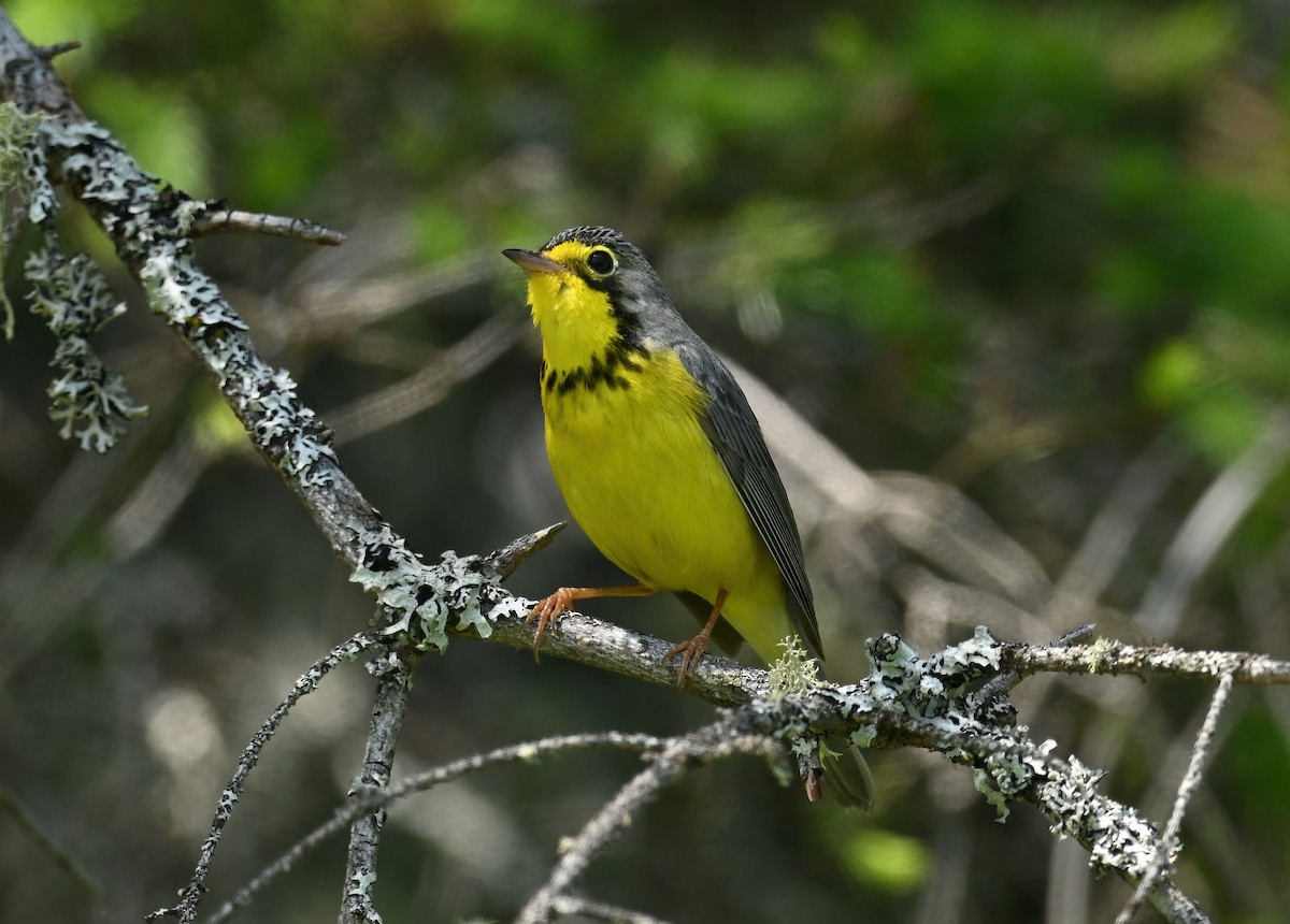 Paruline du Canada - ML637588296