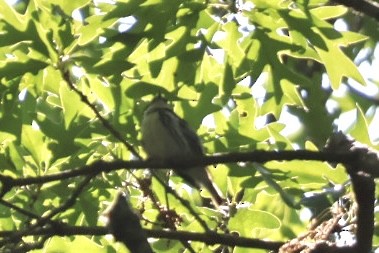 Paruline azurée - ML637588311