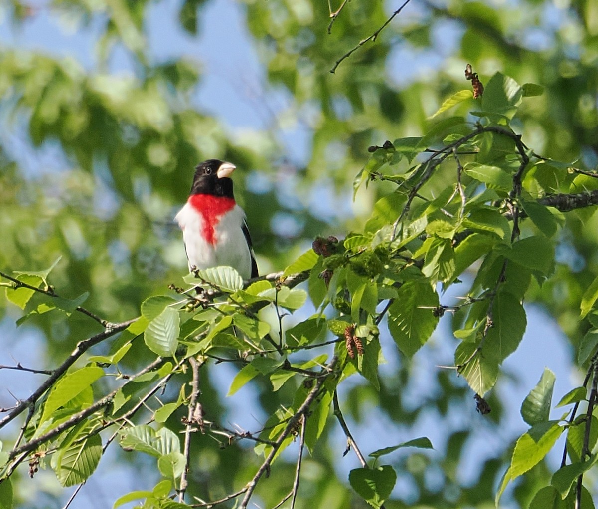 Cardinal à poitrine rose - ML637588312