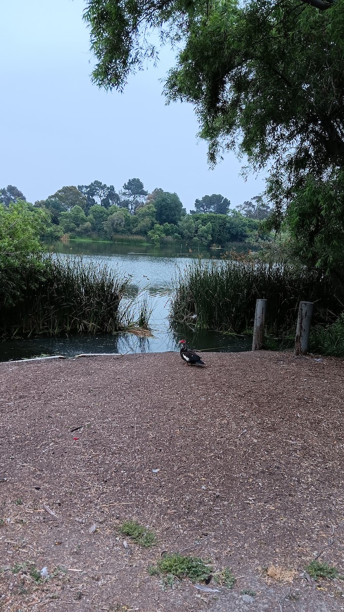 Canard musqué (forme domestique) - ML637588314