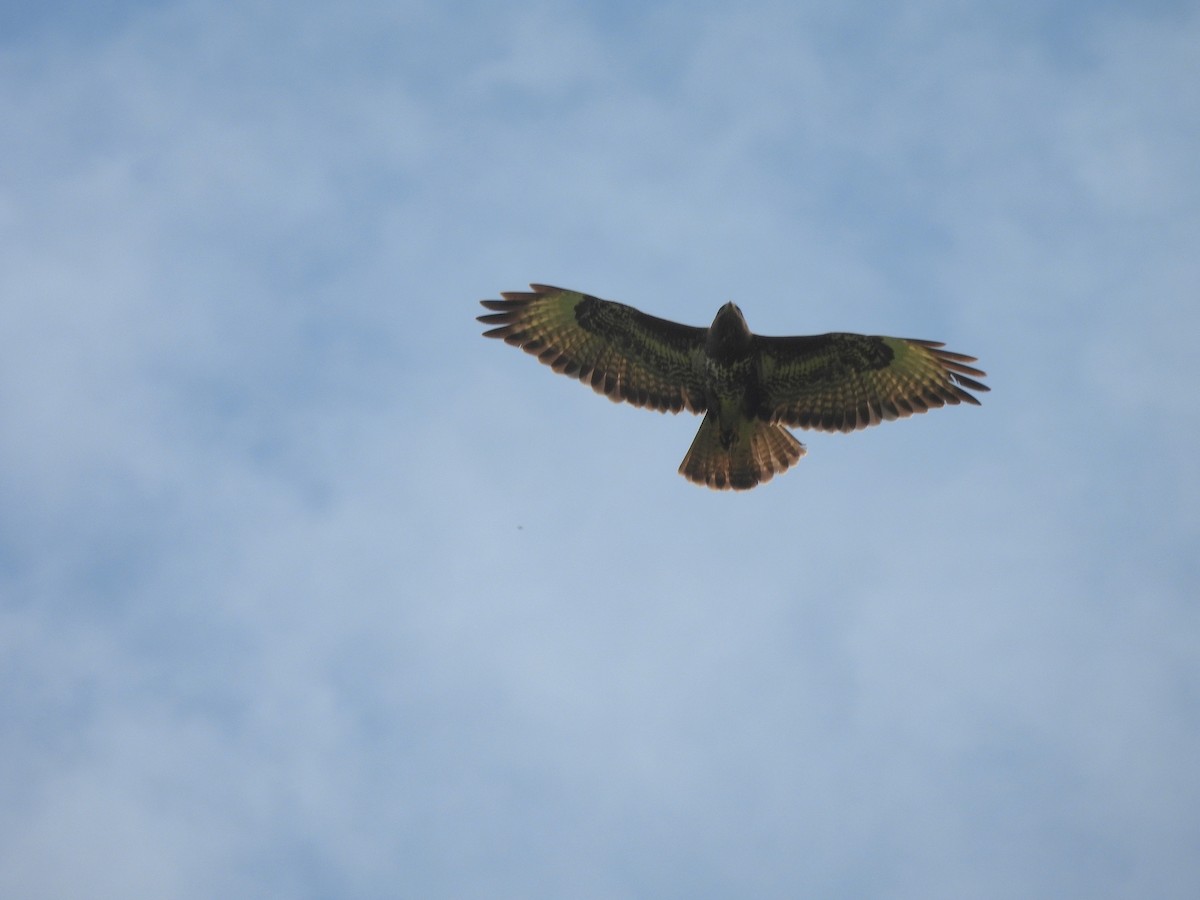 Buse variable - ML637588316