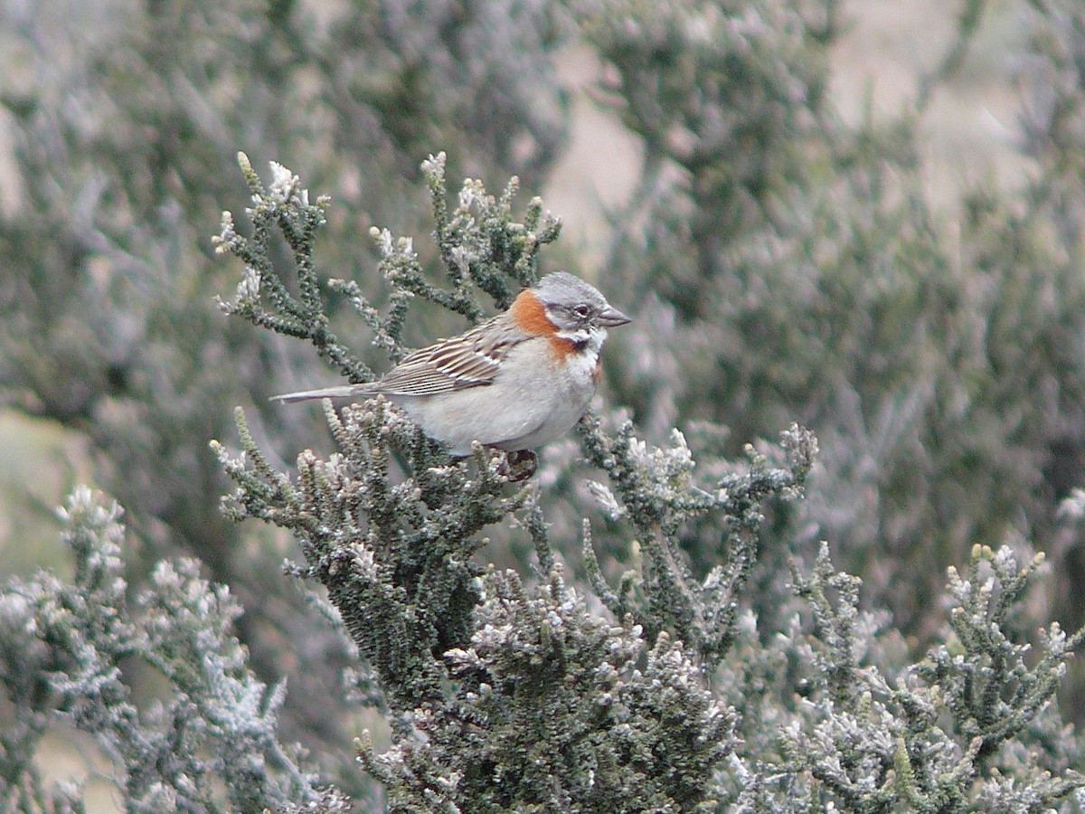 Rufous-collared Sparrow - ML637588331
