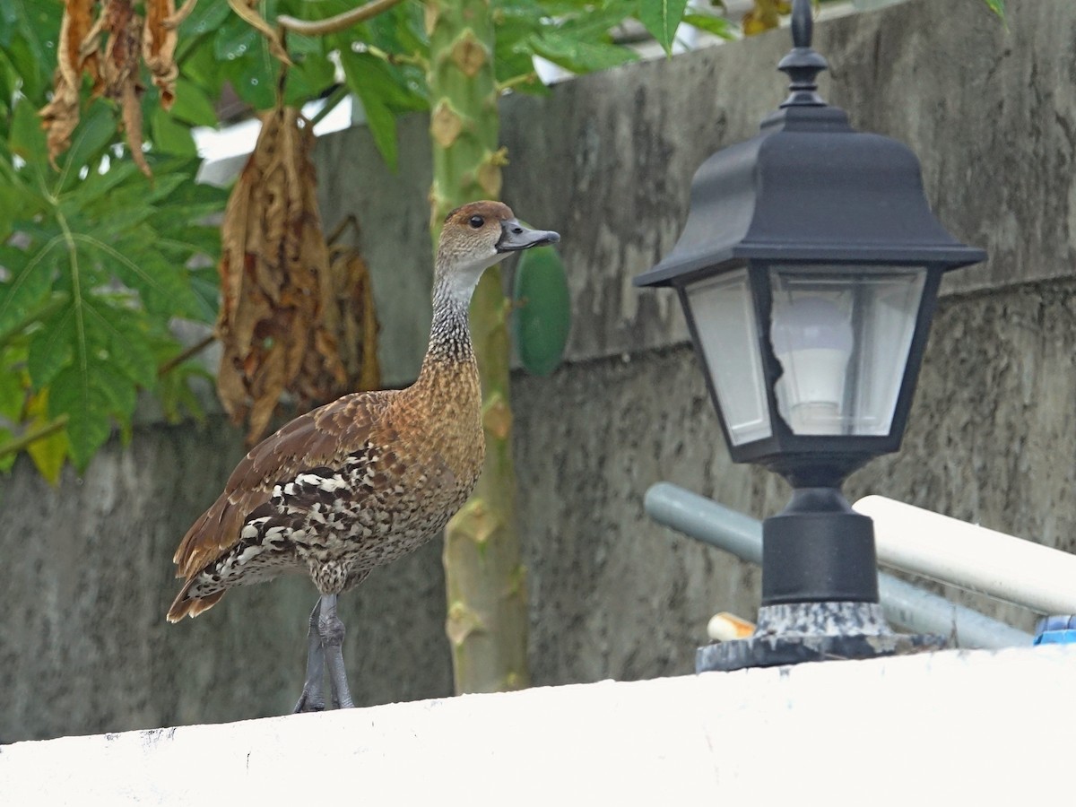 West Indian Whistling-Duck - ML637588334