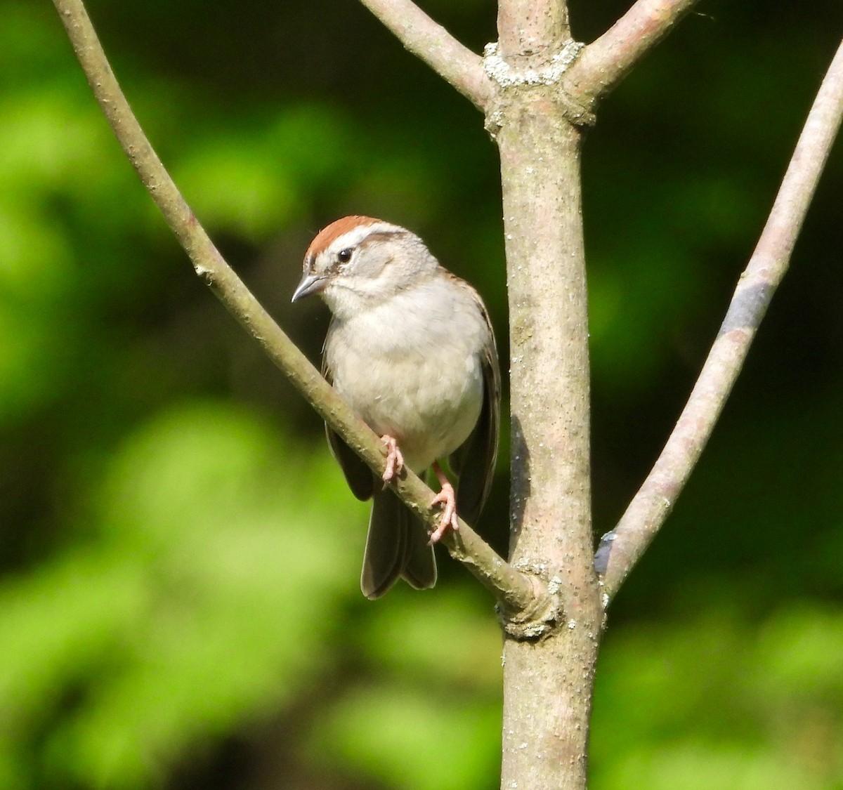 Chipping Sparrow - ML637588338