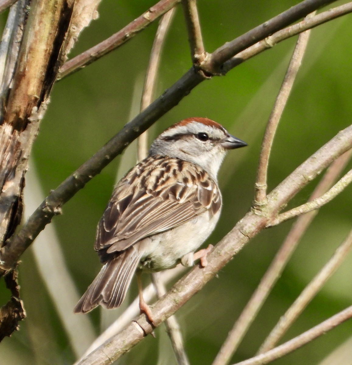 Chipping Sparrow - ML637588339