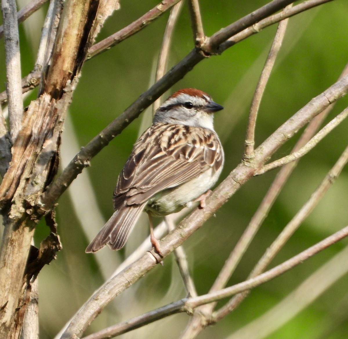 Chipping Sparrow - ML637588340