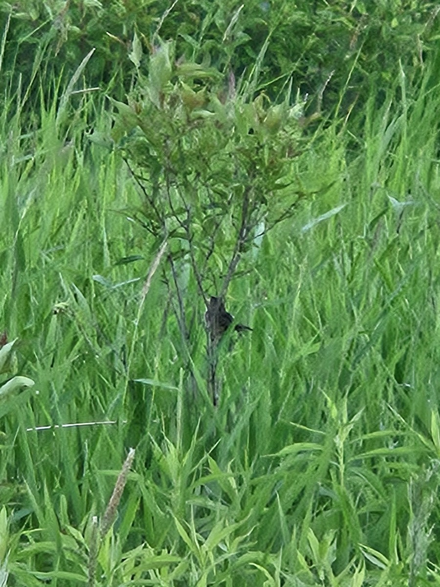 Sedge Wren - ML637588341