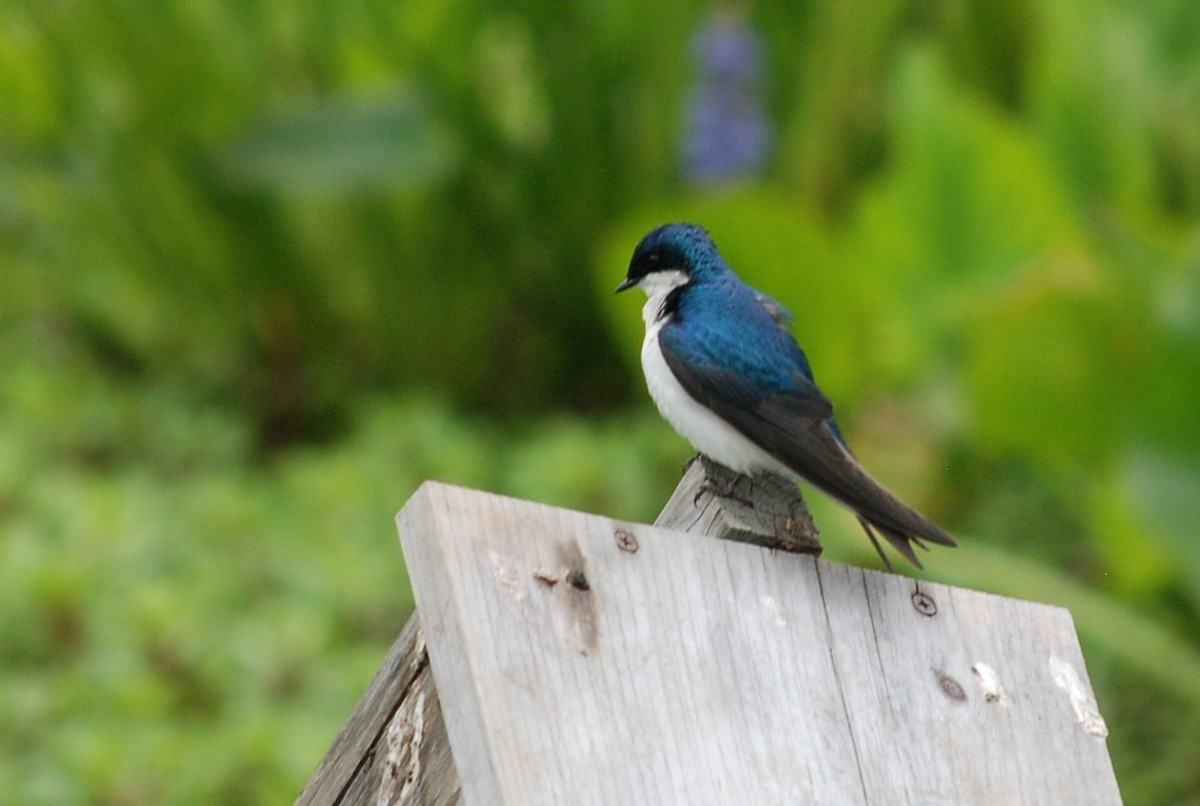 Tree Swallow - ML637588344