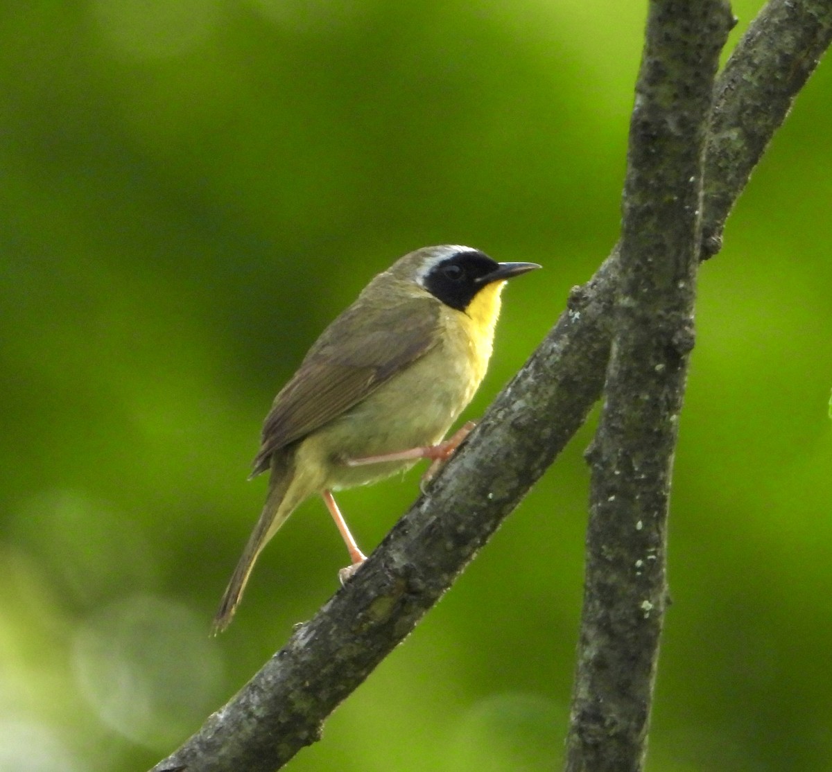 Common Yellowthroat - ML637588350