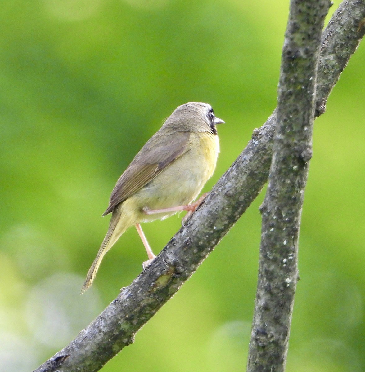 Common Yellowthroat - ML637588351
