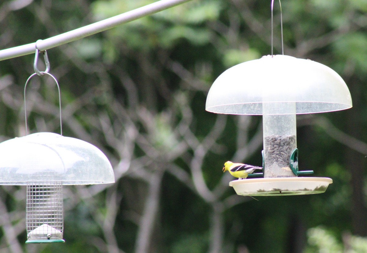 American Goldfinch - ML637588363