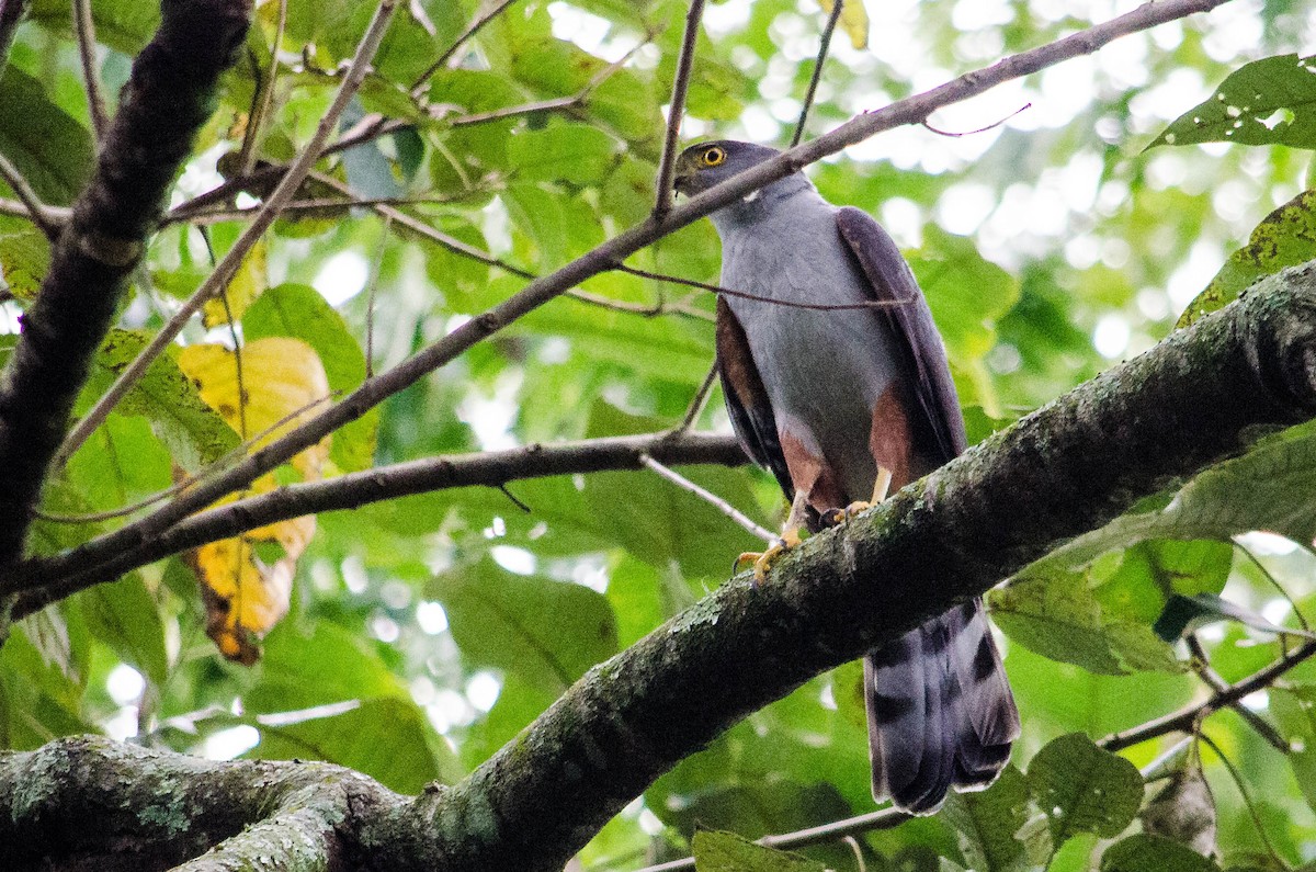 Bicolored Hawk - ML637588364