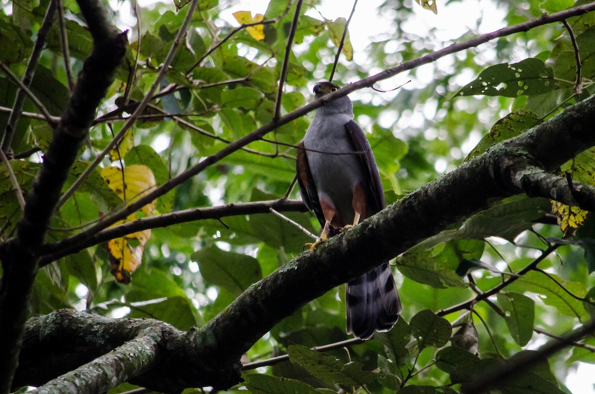 Bicolored Hawk - ML637588368