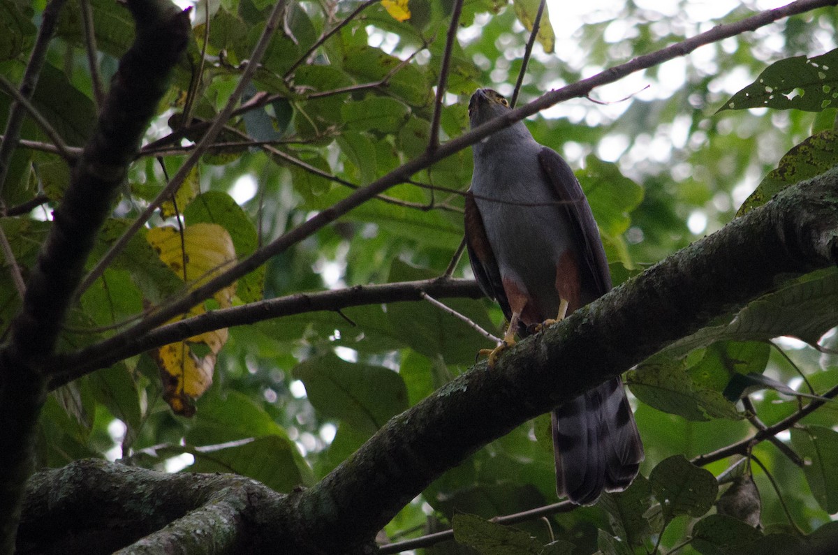 Bicolored Hawk - ML637588371