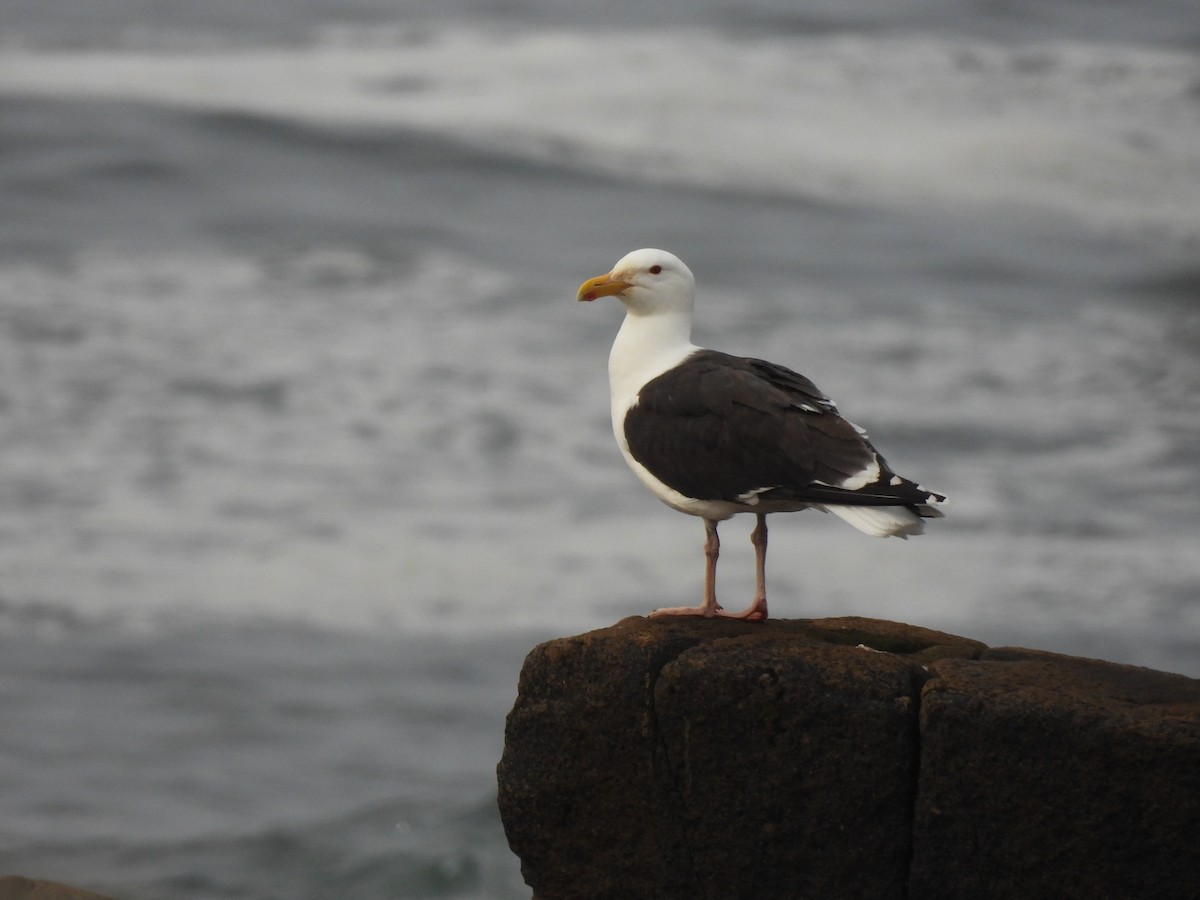 Great Black-backed Gull - ML637588380