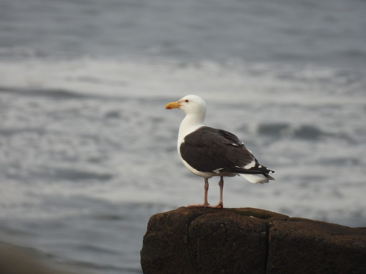 Great Black-backed Gull - ML637588381