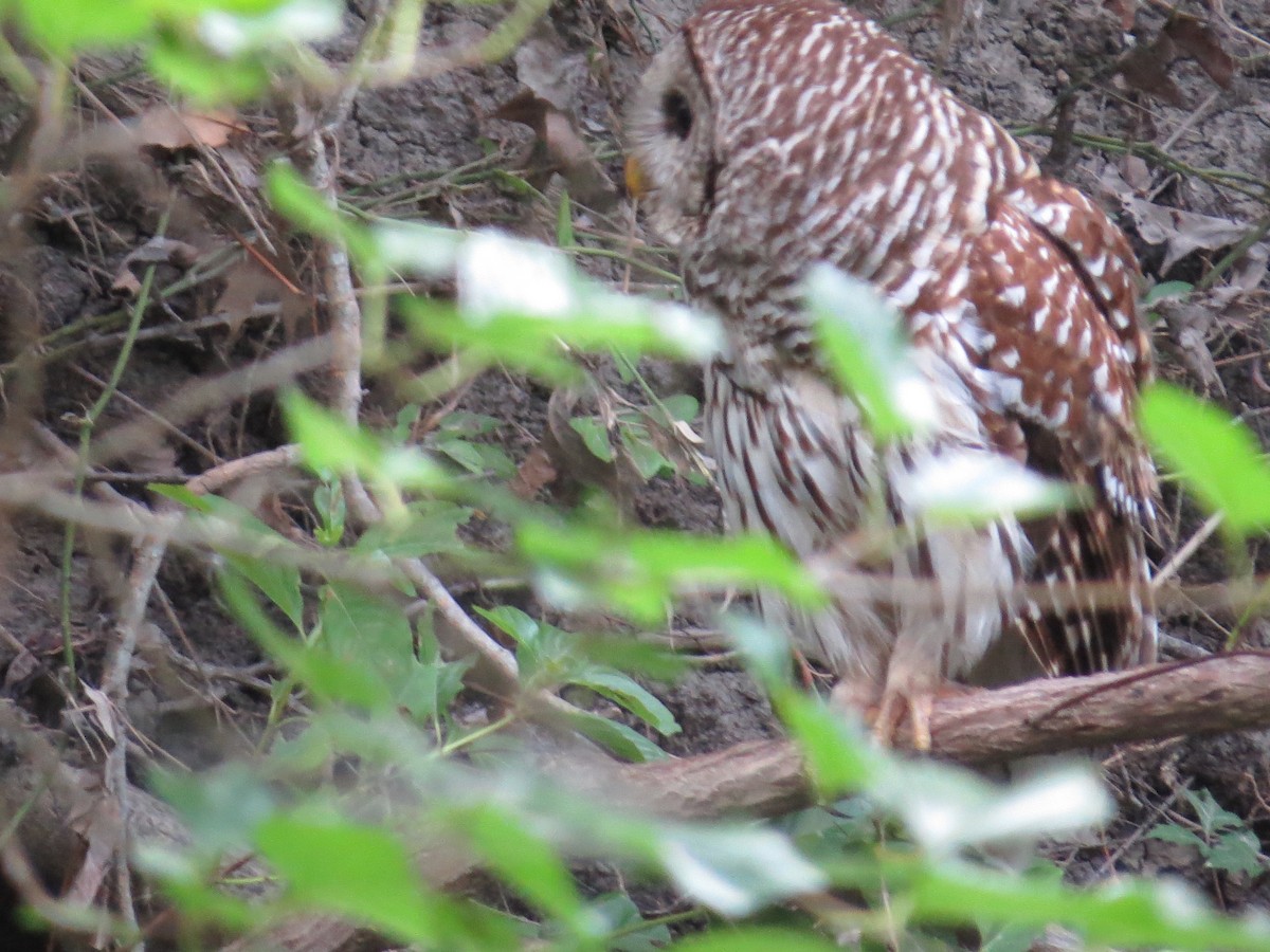 Barred Owl - ML637588384